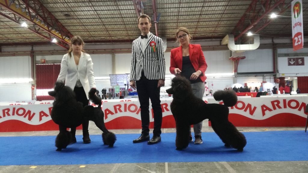 peluquería de exposición canina