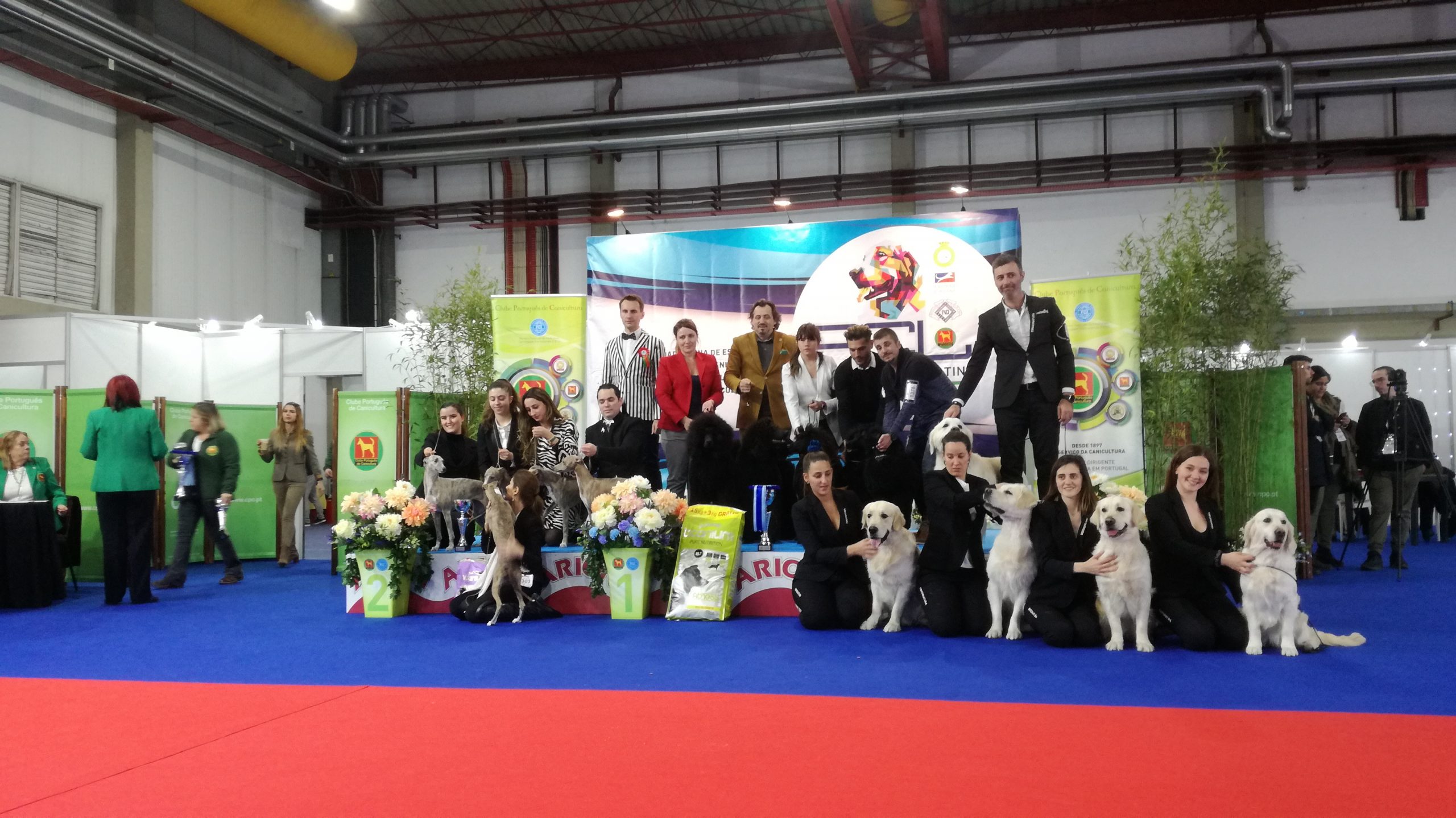 Peluquería de exposición canina