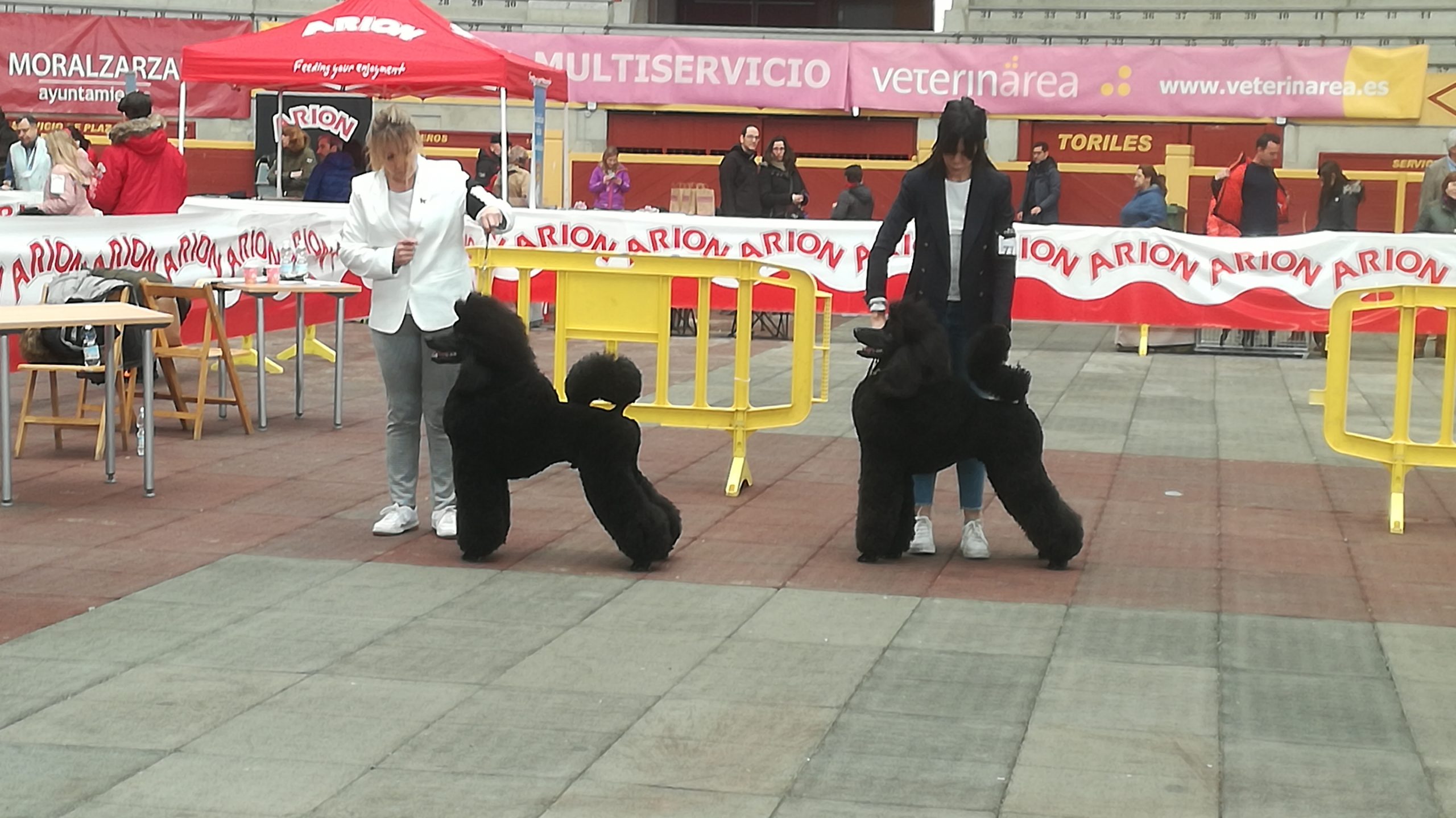 peluquería de exposición canina