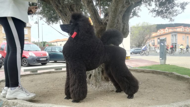 peluquería de exposición canina