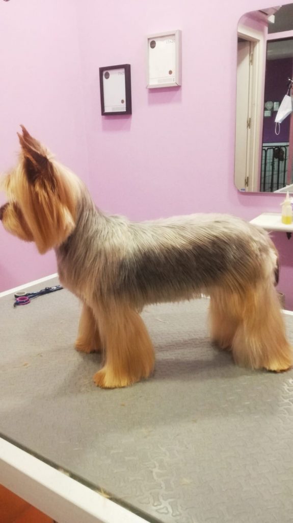 curso peluquería canina