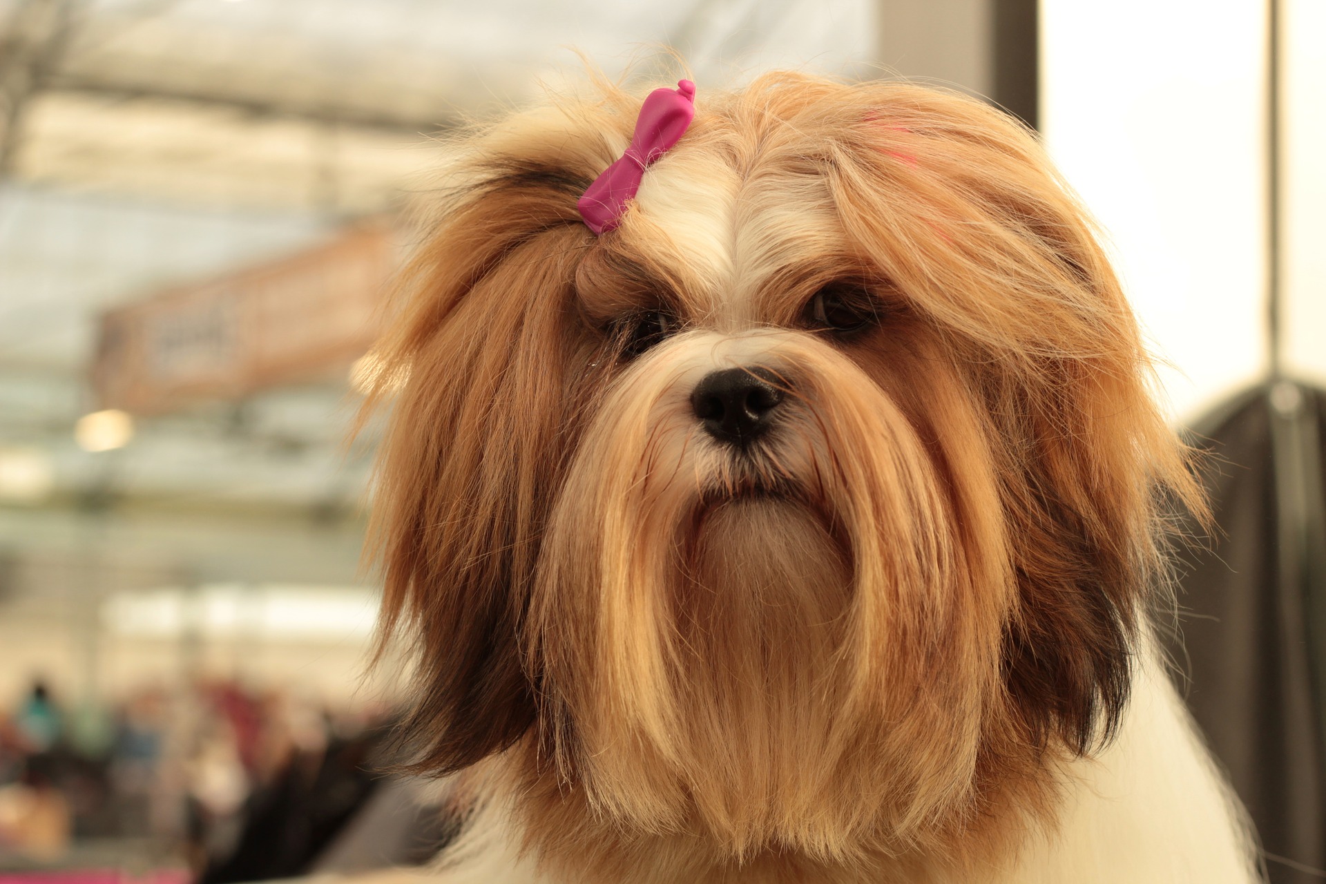 Peluquería canina