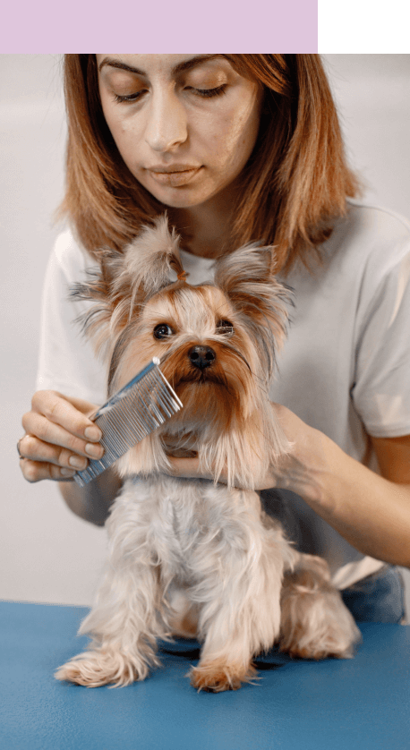 curso Peluqueria canina, corte de pelo para perros