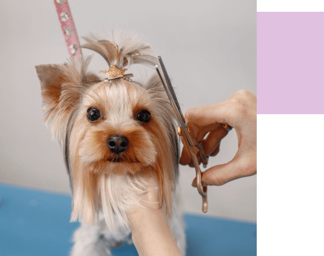 Peluqueria canina valdemorillo, corte de pelo