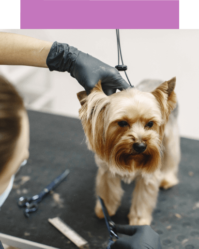 corte de pelo para perro pequeño mesa veterinaria