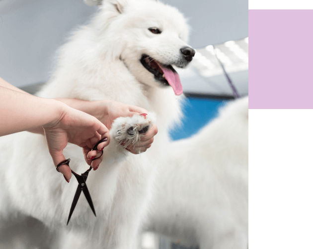 corte de uñas para perros sesión de peluquería