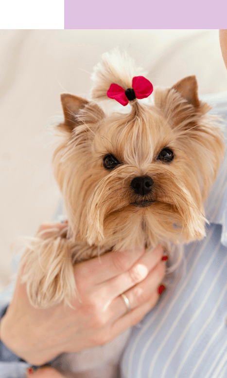 lindo perrito peludo con lazo