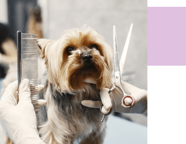 manos de veterinario realizando peluquería canina, cachorro corte de pelo