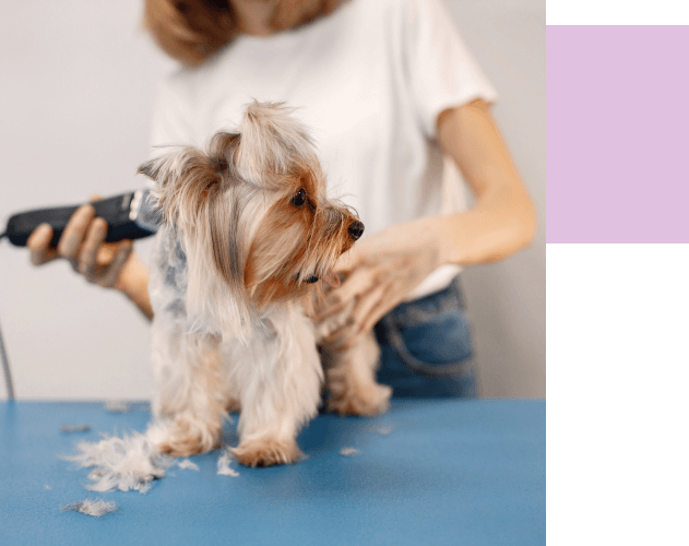 peluqueria canina, mujer experta en peluquería canina