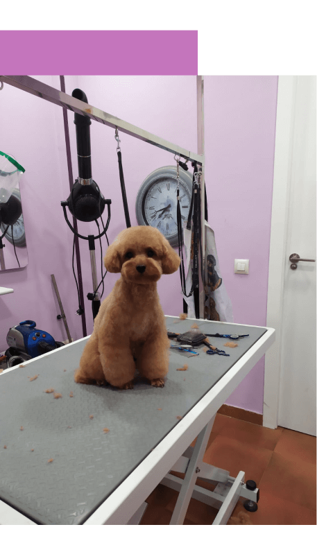 peluqueria canina salud