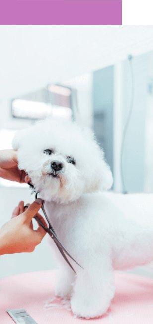 peluquero arreglando hermoso perrito