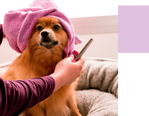 pequeño perro peluquería, corte de pelo, limpieza de pelo