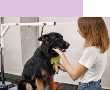 perro grande negro obteniendo limpieza y cuidados peluquería canina