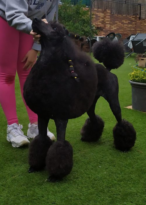 peluquería de exposición canina