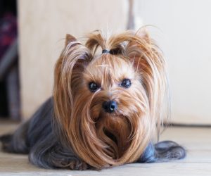 curso peluquería canina